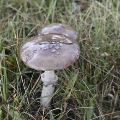 Amanita sp. (Amanita sp.) at Burra, NSW - 15 May 2022 by AlisonMilton