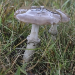 Amanita sp. at Burra, NSW - 15 May 2022