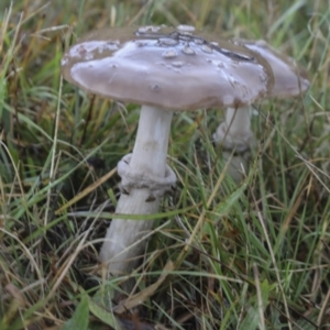 Amanita sp. at Burra, NSW - 15 May 2022 11:53 AM