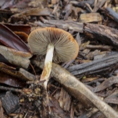 Leratiomcyes ceres at Burra, NSW - 15 May 2022 12:01 PM