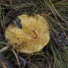 Cortinarius sp. (Cortinarius) at Burra, NSW - 15 May 2022 by AlisonMilton