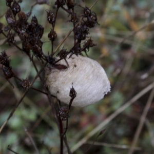 Mantodea (order) at Burra, NSW - 15 May 2022