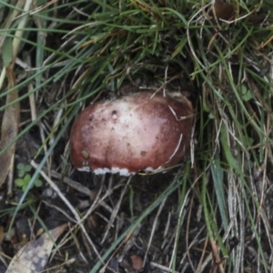 zz agaric (stem; gills white/cream) at Burra, NSW - 15 May 2022