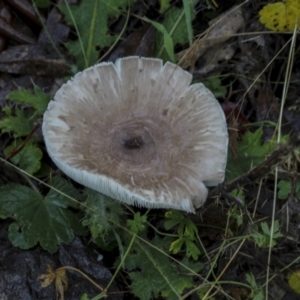 Lepiota s.l. at Burra, NSW - 15 May 2022