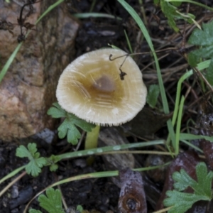 Lepiota s.l. at Burra, NSW - 15 May 2022