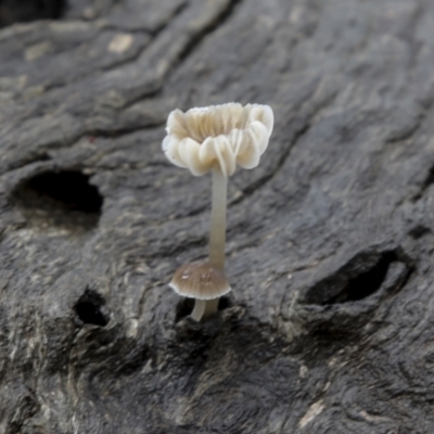 Mycena sp. (Mycena) at Burra, NSW - 15 May 2022 by AlisonMilton