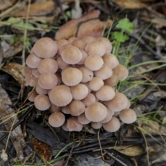 Mycena sp. (Mycena) at Burra, NSW - 15 May 2022 by AlisonMilton