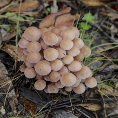 Mycena sp. (Mycena) at Burra, NSW - 15 May 2022 by AlisonMilton