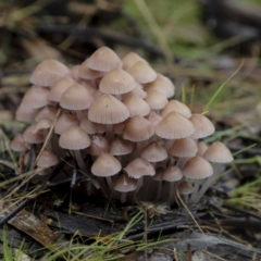 Mycena sp. at Burra, NSW - 15 May 2022