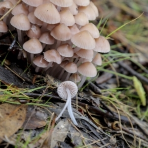 Mycena sp. at Burra, NSW - 15 May 2022