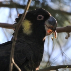 Zanda funerea (Yellow-tailed Black-Cockatoo) at Jerrabomberra Wetlands - 19 May 2022 by RodDeb