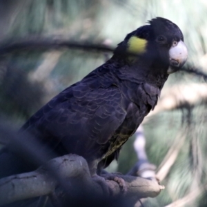 Zanda funerea at Fyshwick, ACT - 19 May 2022 12:48 PM