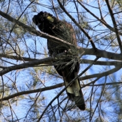 Zanda funerea at Fyshwick, ACT - 19 May 2022 12:48 PM