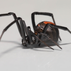 Latrodectus hasselti at Evatt, ACT - 19 May 2022 03:54 PM