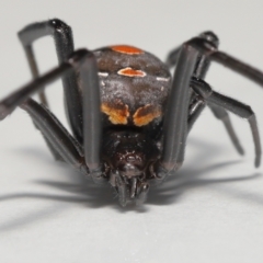 Latrodectus hasselti at Evatt, ACT - 19 May 2022 03:54 PM