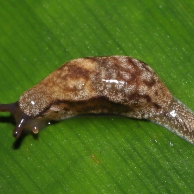 Cystopelta astra (Snowy Mountains Humpback Slug) at Acton, ACT - 28 Apr 2022 by TimL