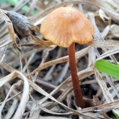 Laccaria sp. (Laccaria) at Latham, ACT - 19 May 2022 by trevorpreston