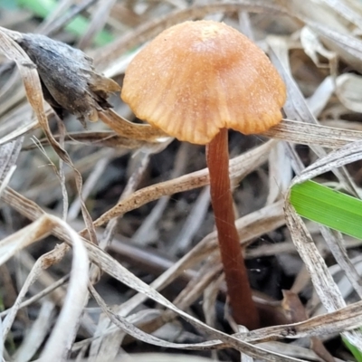 Laccaria sp. (Laccaria) at Latham, ACT - 19 May 2022 by trevorpreston