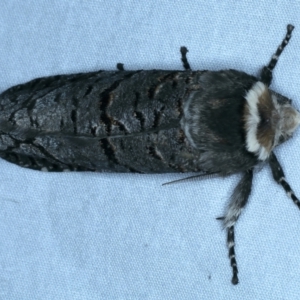 Zyganisus fulvicollis at Paddys River, ACT - 18 May 2022