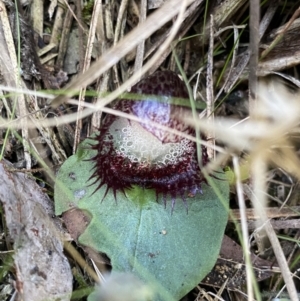 Corysanthes hispida at Bruce, ACT - suppressed