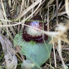 Corysanthes hispida at Bruce, ACT - suppressed