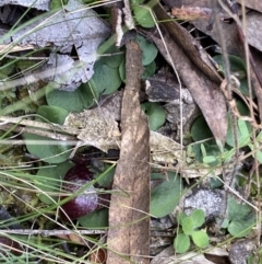 Corysanthes hispida at Bruce, ACT - suppressed