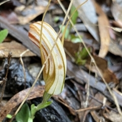 Diplodium truncatum (Little Dumpies, Brittle Greenhood) at Gundaroo, NSW - 15 May 2022 by NedJohnston