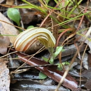 Diplodium truncatum at Gundaroo, NSW - suppressed