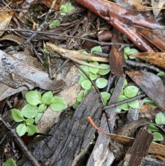 Diplodium truncatum at Gundaroo, NSW - suppressed