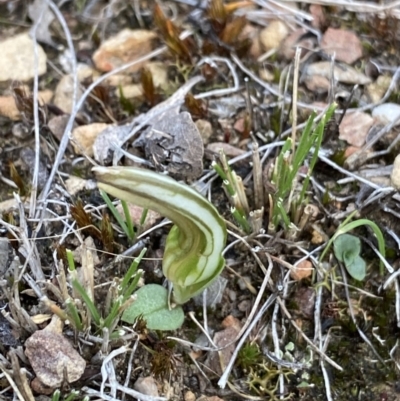 Diplodium truncatum (Little Dumpies, Brittle Greenhood) at Bruce, ACT - 5 Apr 2022 by NedJohnston