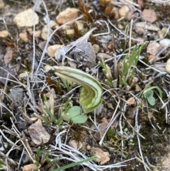 Diplodium truncatum at Bruce, ACT - 5 Apr 2022