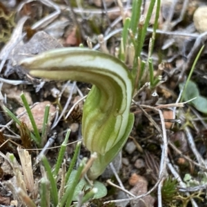 Diplodium truncatum at Bruce, ACT - 5 Apr 2022