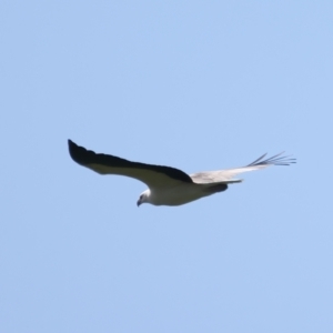 Haliaeetus leucogaster at Coree, ACT - 17 May 2022 11:59 AM