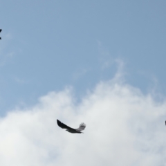 Haliaeetus leucogaster at Coree, ACT - 17 May 2022 11:59 AM