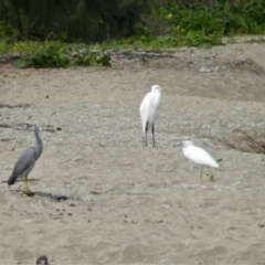 Egretta novaehollandiae (White-faced Heron) at Clemant, QLD - 6 Jul 2013 by TerryS