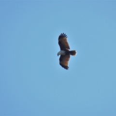 Haliastur indus (Brahminy Kite) at Clemant, QLD - 26 Oct 2013 by TerryS
