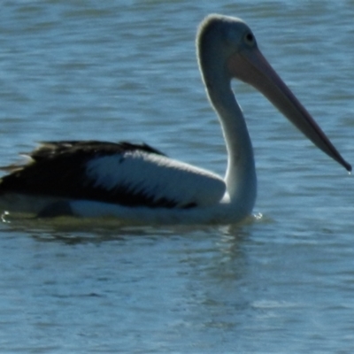 Pelecanus conspicillatus (Australian Pelican) at Balgal Beach, QLD - 29 Jun 2014 by TerryS