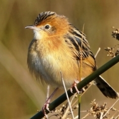 Cisticola exilis (Golden-headed Cisticola) at Jerrabomberra Wetlands - 19 May 2022 by DonTaylor