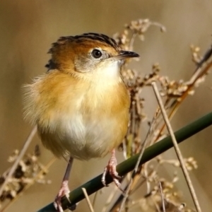 Cisticola exilis at Fyshwick, ACT - 19 May 2022 01:30 PM