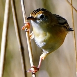 Cisticola exilis at Fyshwick, ACT - 19 May 2022