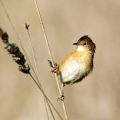 Cisticola exilis at Fyshwick, ACT - 19 May 2022