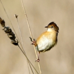 Cisticola exilis at Fyshwick, ACT - 19 May 2022