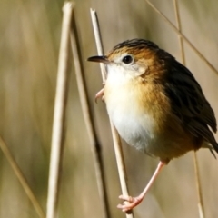 Cisticola exilis at Fyshwick, ACT - 19 May 2022 01:30 PM