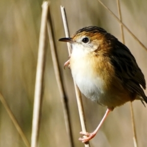 Cisticola exilis at Fyshwick, ACT - 19 May 2022 01:30 PM