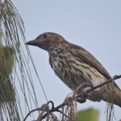 Sphecotheres vieilloti (Australasian Figbird) at Balgal Beach, QLD - 21 Mar 2015 by TerryS