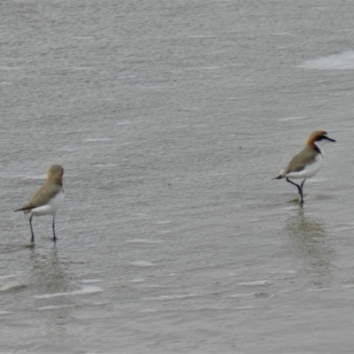 Anarhynchus ruficapillus (Red-capped Plover) at Balgal Beach, QLD - 5 Jul 2013 by TerryS