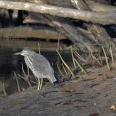 Butorides striata (Striated Heron) at Clemant, QLD - 29 May 2016 by TerryS