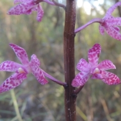Dipodium punctatum (Blotched Hyacinth Orchid) at Paddys River, ACT - 23 Jan 2022 by MichaelBedingfield