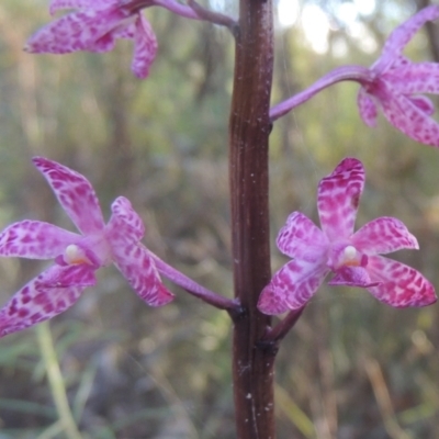 Dipodium punctatum (Blotched Hyacinth Orchid) at Paddys River, ACT - 23 Jan 2022 by MichaelBedingfield