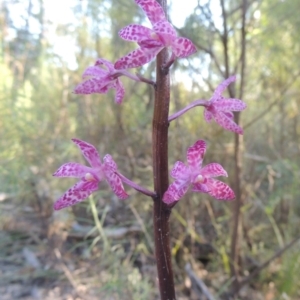 Dipodium punctatum at Paddys River, ACT - suppressed